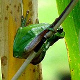 hyla arborea euroaeischer-laubfrosch.jpg